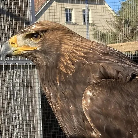 Und Falknerei An Der Alten Schmiede Affittacamere