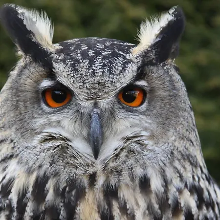 Affittacamere Und Falknerei An Der Alten Schmiede 3*